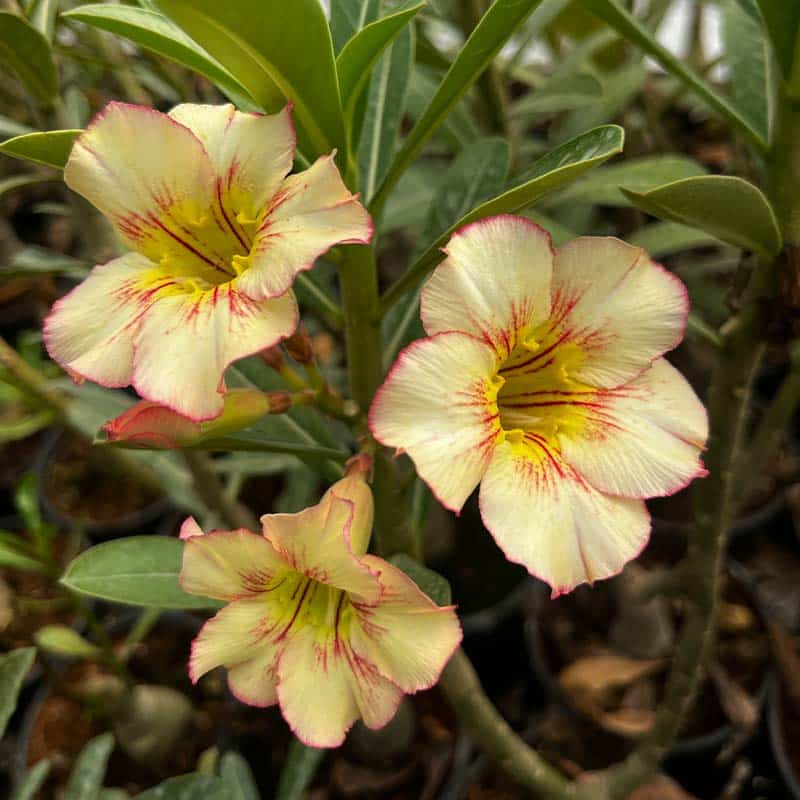 Rosa Gelb Wüstenrose Obesum Samen zur Aussaat hochwertige Qualitäts- Traditionssorte & ohne Gentechnik Samen Hausgarten