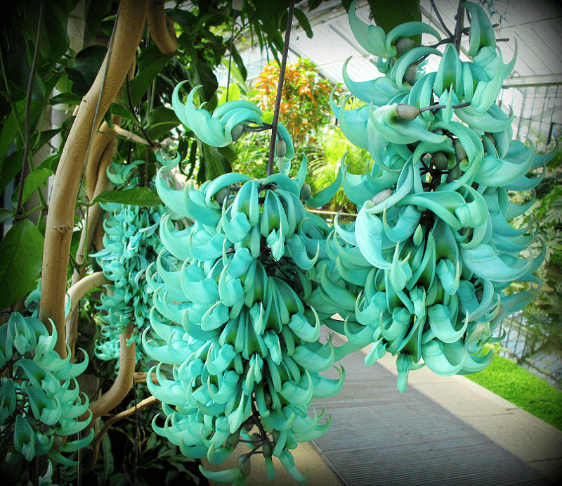 Jadewein Blumensamen zur Aussaat – Schnitt Blume beliebt – Traditionssorte & ohne Gentechnik Samen Hausgarten