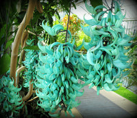 Jadewein Blumensamen zur Aussaat – Schnitt Blume beliebt – Traditionssorte & ohne Gentechnik Samen Hausgarten