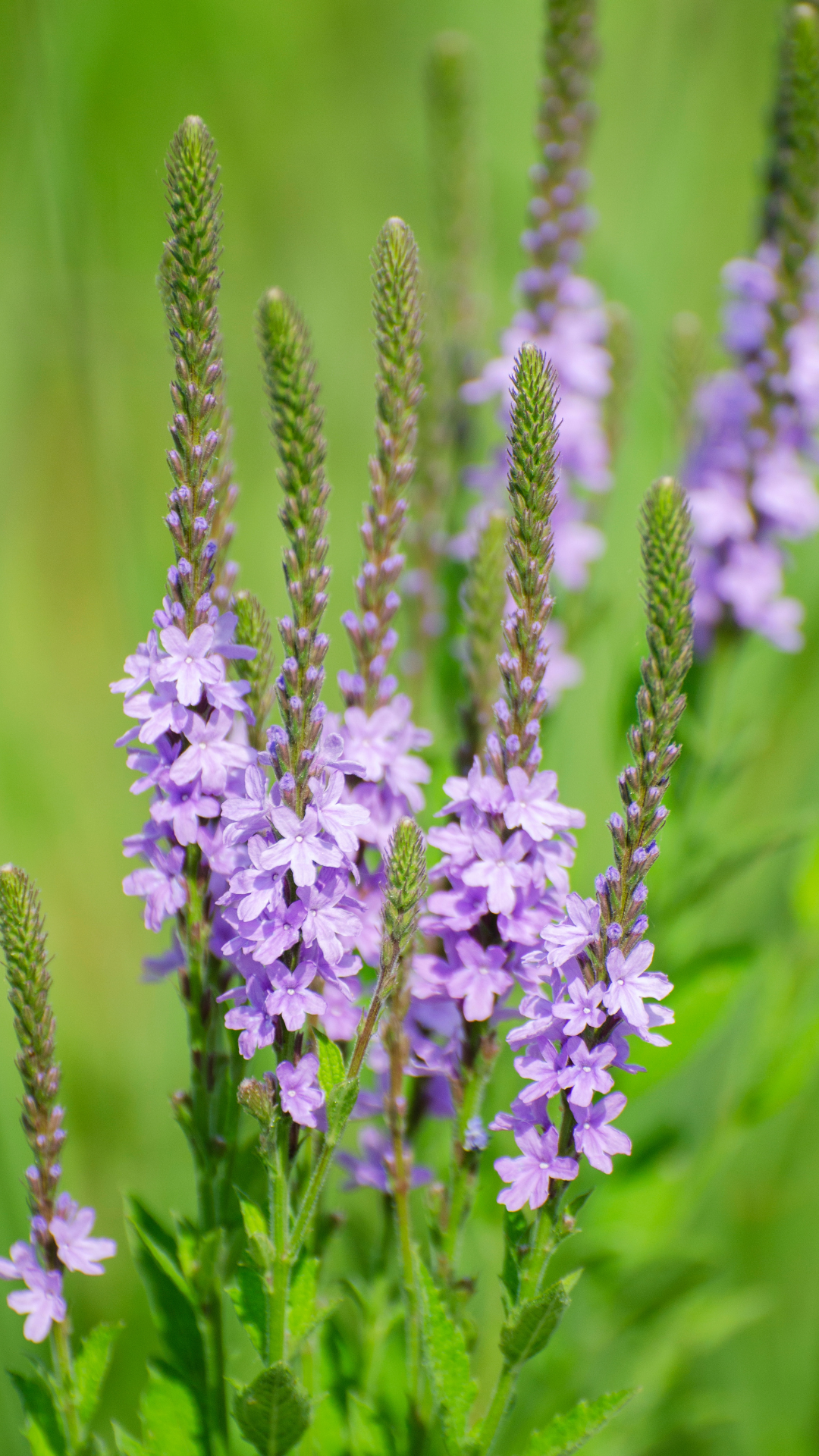 Vervain Blumensamen zur Aussaat robust Sorte Traditionssorte & ohne Gentechnik Samen Hausgarten