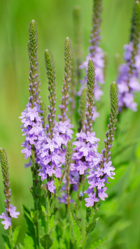 Vervain Blumensamen zur Aussaat robust Sorte Traditionssorte & ohne Gentechnik Samen Hausgarten