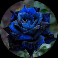 dunkel Blau Rose Blumensamen saisonal Dauerblüher Traditionssorte & ohne Gentechnik Samen Hausgarten