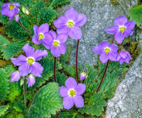 Ramonda Myconi Blumensamen zur Aussaat – pflegeleicht – Traditionssorte & ohne Gentechnik Samen Hausgarten