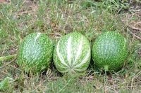 Chilacayote Fig Leaf Gourd Samen für einfache Aussaat