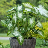 Caladium blume samen for anpflanzung – hardy variety, heirloom, non-gmo, high germination garten samen
 
 sale samen for home garten