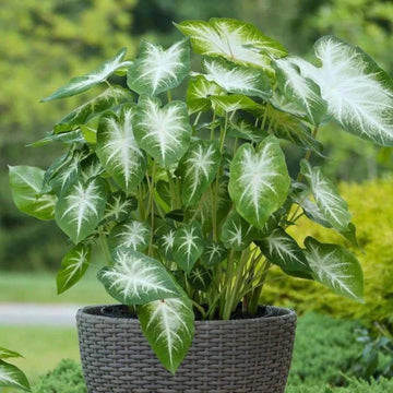 Caladium blume samen for anpflanzung – hardy variety, heirloom, non-gmo, high germination garten samen
 
 sale samen for home garten