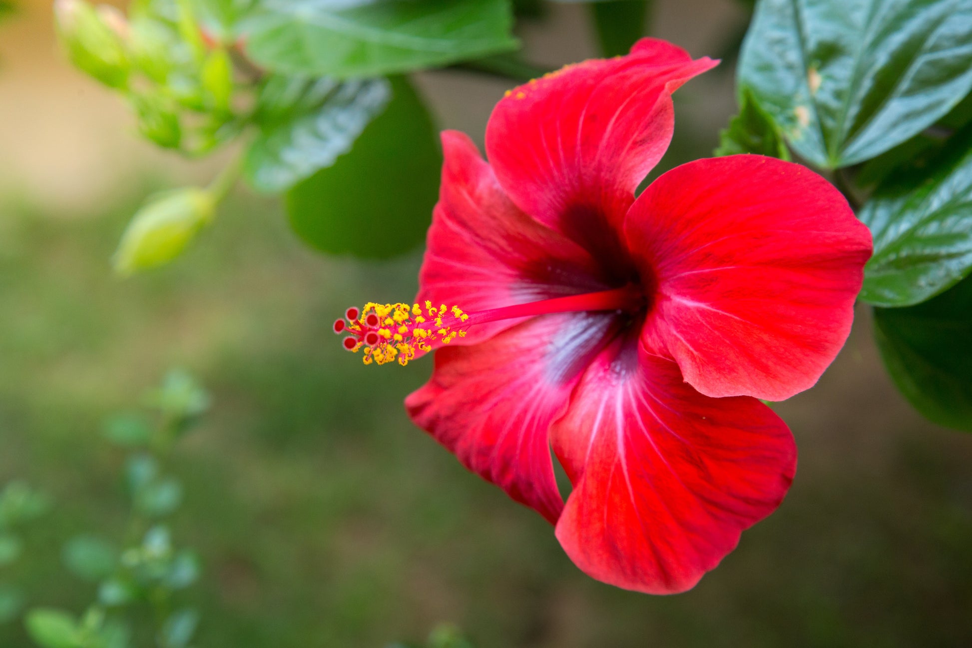 Kastanienrot Hibiskus Blumensamen zur Aussaat – Wildblume Mischung – Traditionssorte & ohne Gentechnik Samen Hausgarten