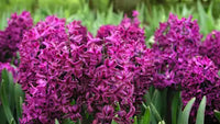 Hyacinthus Orientalis Blumensamen zur Aussaat – lang Blüte Saison – Traditionssorte & ohne Gentechnik Samen Hausgarten