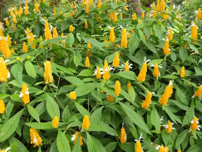 Pachystachys lutea blume samen for anpflanzung - bright blooms, heirloom & gmo free samen for home garten
 
 sale samen for home garten