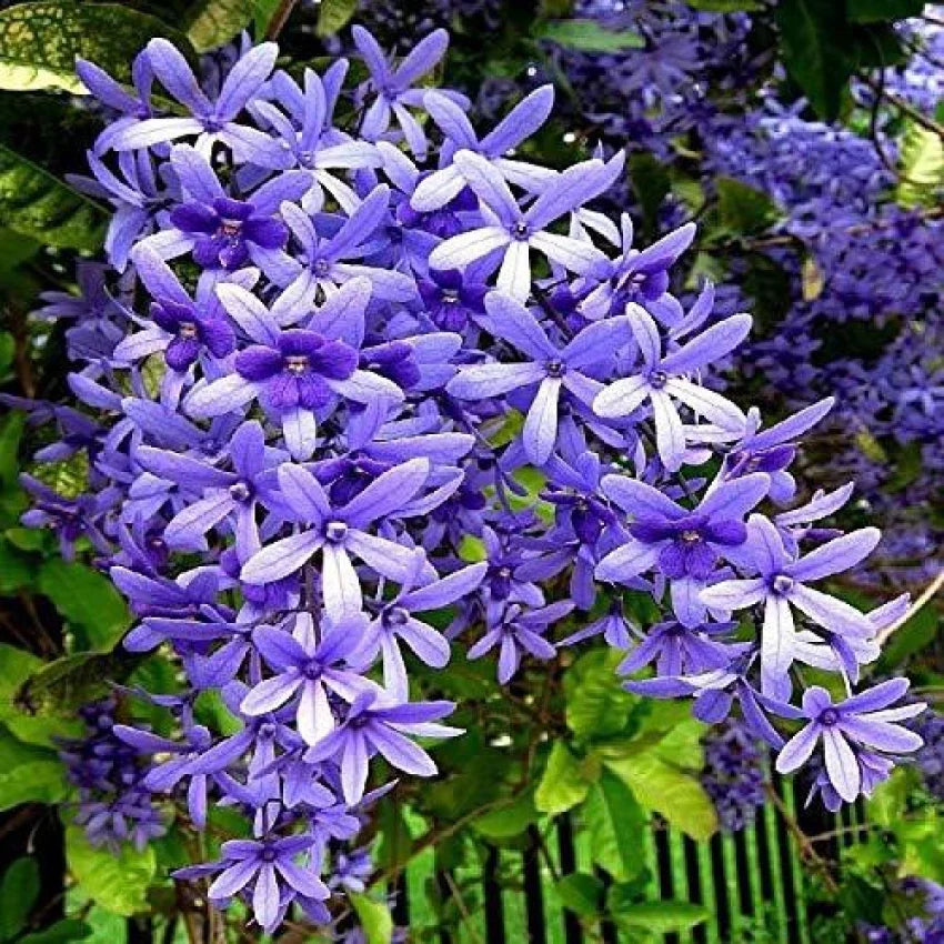 Lila ivy blume samen for anpflanzung - wildflower mix, heirloom & gmo free samen for home garten
 
 sale samen for home garten