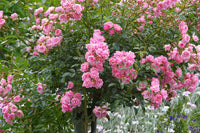 Rosa Polyantha Blumensamen zur Aussaat – Anzucht – Traditionssorte & ohne Gentechnik Samen Hausgarten