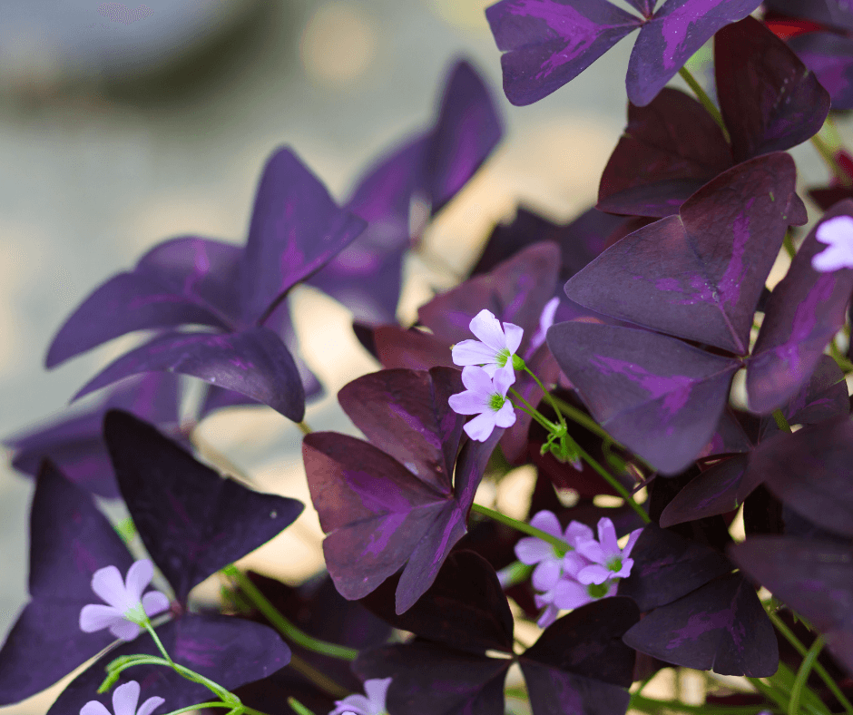 Sauerklee Blumensamen zur Aussaat – leuchtend Blüten – Traditionssorte & ohne Gentechnik Samen Hausgarten