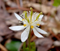 Goldthread (goldthread blume) samen for anpflanzung in home garten