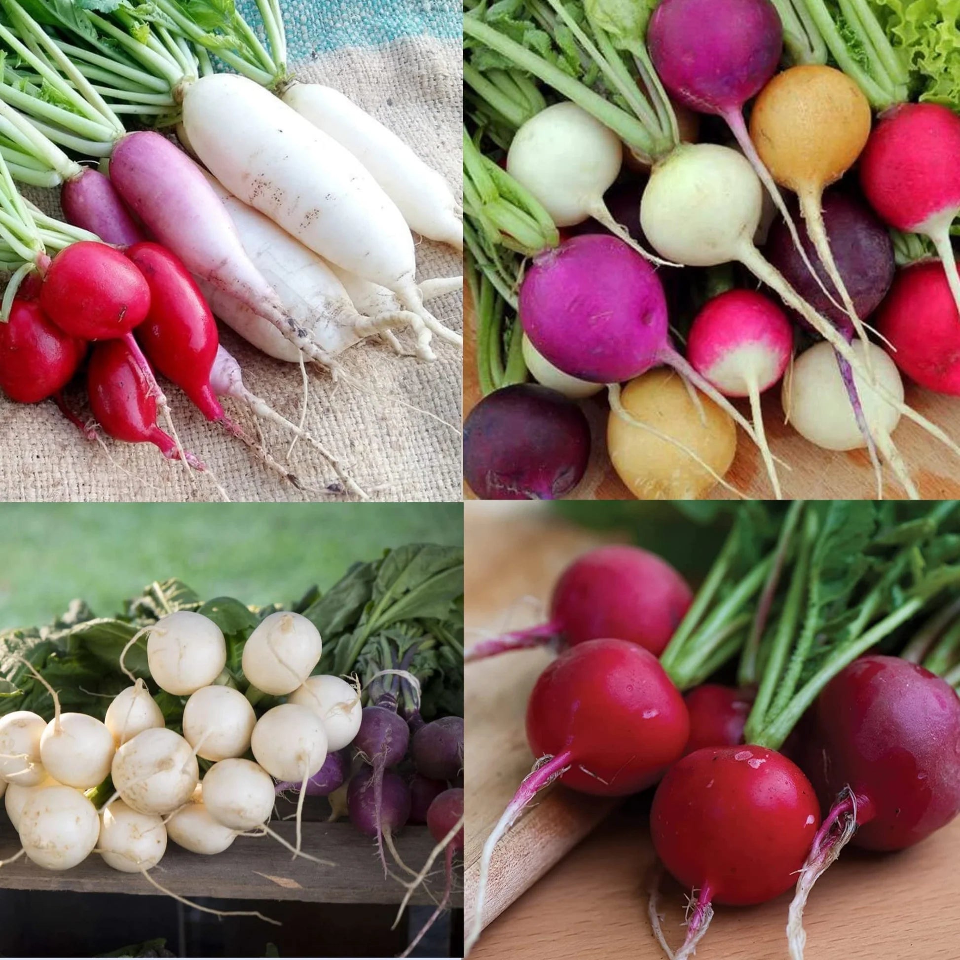 Pink Radish Planting Samen for Gemüse Gardens