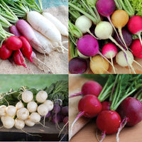 Pink Radish Planting Samen for Gemüse Gardens
