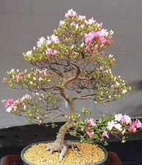 Bonsai Blumensamen zur Aussaat Garten beliebt Traditionssorte & ohne Gentechnik Samen Hausgarten