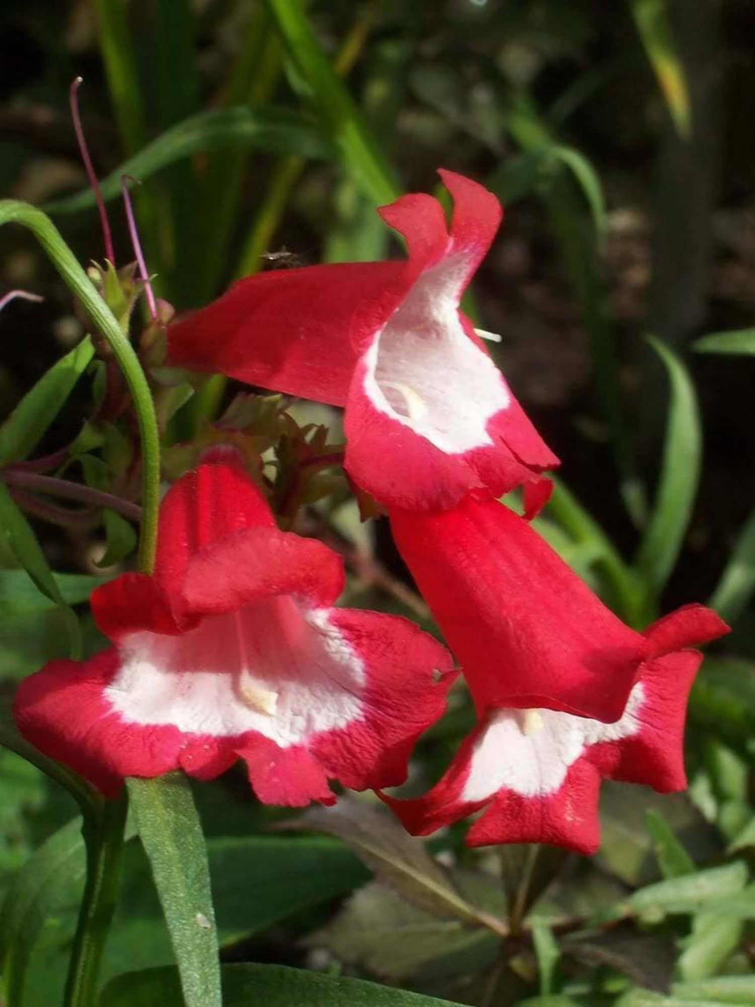 Rot Penstemon Hartwegii Blumensamen zur Aussaat – leuchtend – Traditionssorte & ohne Gentechnik Samen Hausgarten