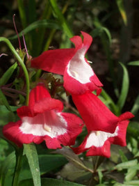 Rot Penstemon Hartwegii Blumensamen zur Aussaat – leuchtend – Traditionssorte & ohne Gentechnik Samen Hausgarten