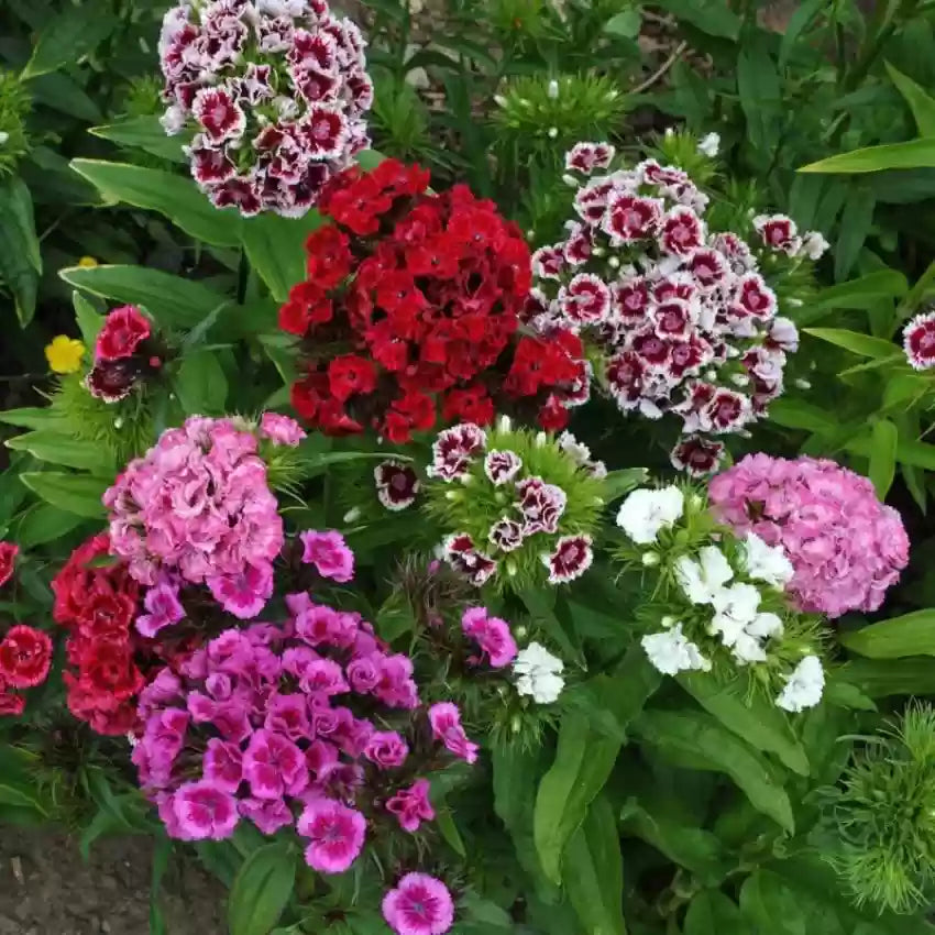 Dianthus (dianthus barbatus) samen for anpflanzung in home garten