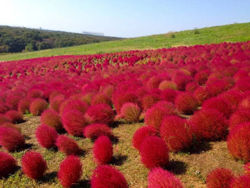 Rot burning bush blume samen for anpflanzung - seasonal bloomer, heirloom & gmo free samen for home garten
 
 sale samen for anpflanzung in home garten
