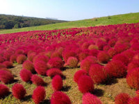 Rot burning bush blume samen for anpflanzung - seasonal bloomer, heirloom & gmo free samen for home garten
 
 sale samen for anpflanzung in home garten