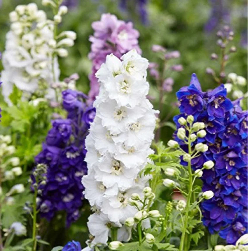 Larkspur blume samen for anpflanzung - garten favorite, heirloom & gmo free samen for home garten
 
 sale samen for home garten