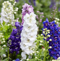 Larkspur blume samen for anpflanzung - garten favorite, heirloom & gmo free samen for home garten
 
 sale samen for home garten