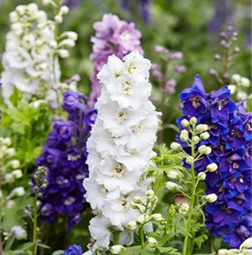 Larkspur blume samen for anpflanzung - garten favorite, heirloom & gmo free samen for home garten
 
 sale samen for home garten