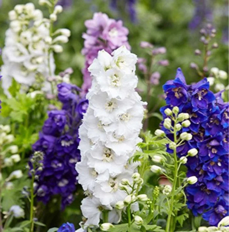 Larkspur blume samen for anpflanzung - garten favorite, heirloom & gmo free samen for home garten
 
 sale samen for home garten