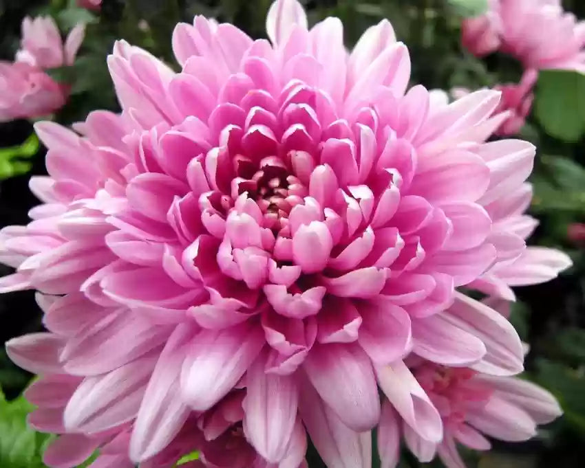 Rare rosa chrysanthemum blume samen for anpflanzung - drought tolerant, heirloom & gmo free samen for home garten
 
 sale samen for anpflanzung in home garten