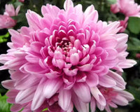 Rare rosa chrysanthemum blume samen for anpflanzung - drought tolerant, heirloom & gmo free samen for home garten
 
 sale samen for anpflanzung in home garten