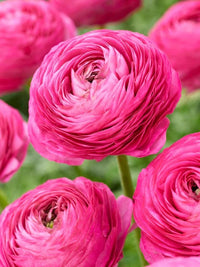 zart Rosa Ranunculus Blumensamen zur Aussaat hochwertige Qualitäts- Traditionssorte & ohne Gentechnik Samen Hausgarten