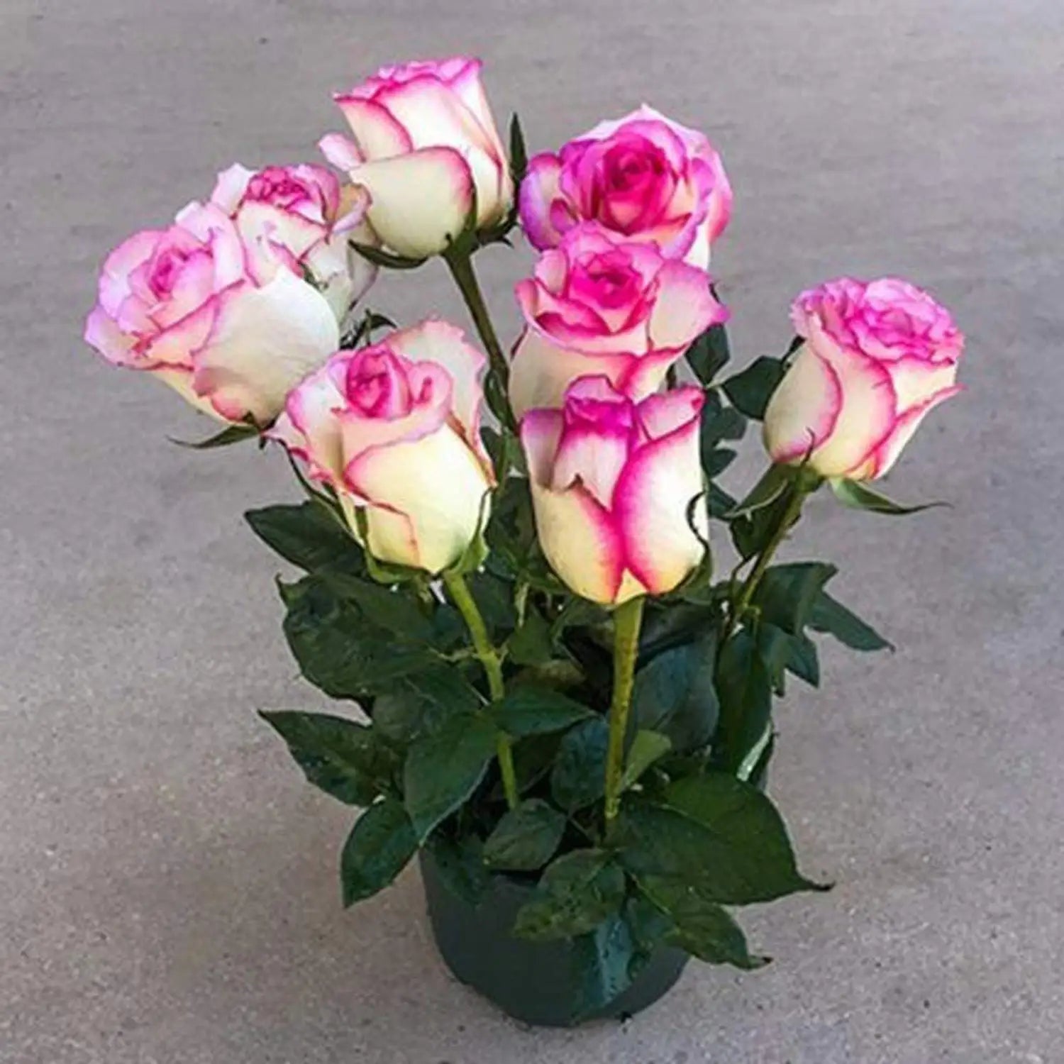 Biosnyg Lila Rose or Rosa Rugosa Thunb Blumensamen zur Aussaat – Anzucht – Traditionssorte & ohne Gentechnik Samen Hausgarten