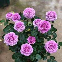 Lila Weiß kletternd Rose Blumensamen zur Aussaat duftend Blüten Traditionssorte & ohne Gentechnik Samen Hausgarten