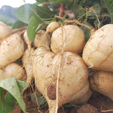 Semi di jicama da piantare - Coltiva il tuo ortaggio jicama