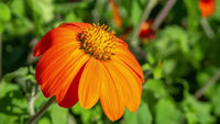 Orange Mexican Sonnenblume Samen zur Aussaat ideal Rabatten Traditionssorte & ohne Gentechnik Samen Hausgarten