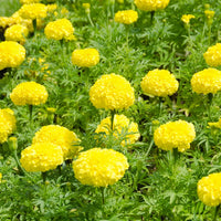 Gelb duftend Blumensamen zur Aussaat – lang Blüte Saison – Traditionssorte & ohne Gentechnik Samen Hausgarten
