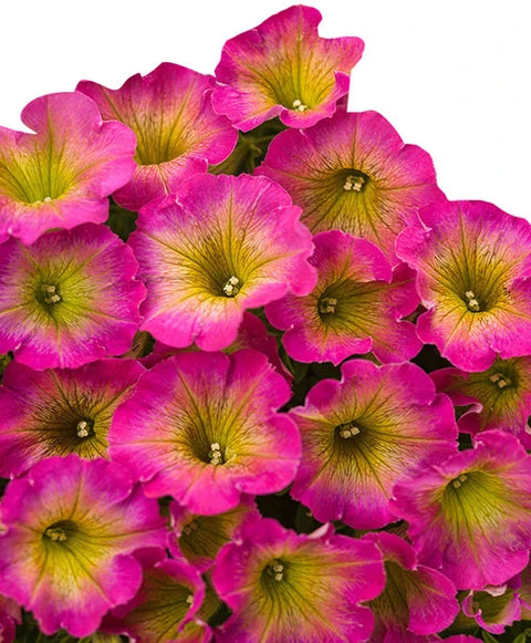 Rosa Gelb Petunie Blumensamen zur Aussaat Traditionssorte ohne Gentechnik leuchtend Garten Blüten Anzucht hochwertige Qualitäts-