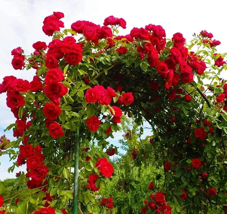 Rot kletternd Blumensamen zur Aussaat – leuchtend Blüten für Ihren Garten