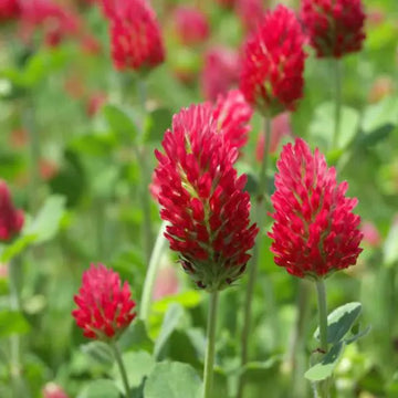 Manure Blumensamen zur Aussaat – ideal Rabatten – Traditionssorte & ohne Gentechnik Samen Hausgarten