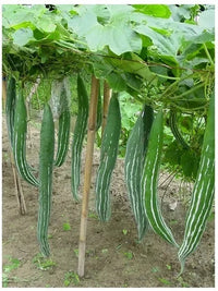 Trichosanthes Cucumerina Samen for Gemüse Planting