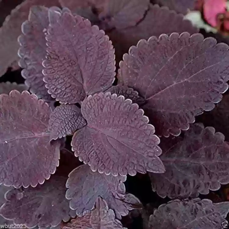 Schwarz coleus blume samen for anpflanzung - colorful display, heirloom & gmo free samen for home garten
 
 sale samen for home garten