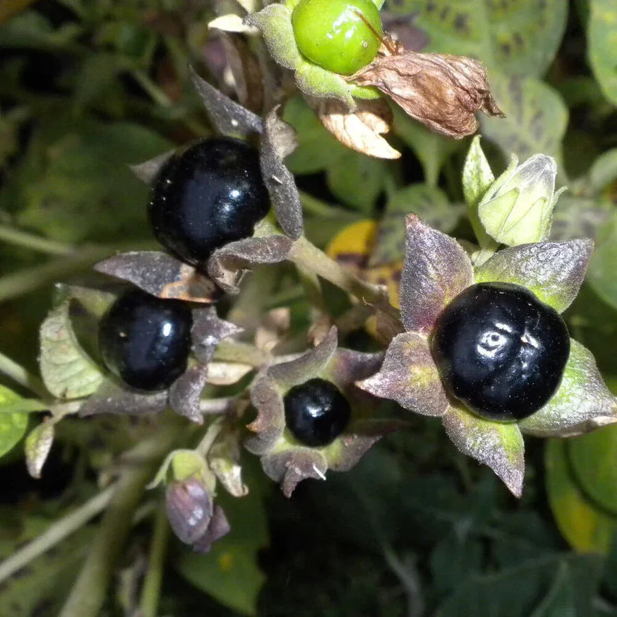 Schwarz Belladonna Blumensamen zur Aussaat – Wildblume Mischung – Traditionssorte & ohne Gentechnik Samen Hausgarten