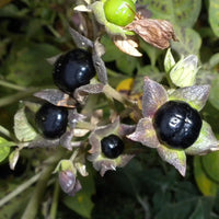 Schwarz Belladonna Blumensamen zur Aussaat – Wildblume Mischung – Traditionssorte & ohne Gentechnik Samen Hausgarten