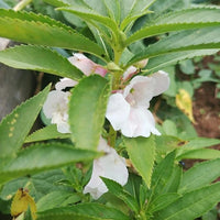 Balsamine Blumensamen zur Aussaat – Drought verträglich – Traditionssorte & ohne Gentechnik Samen Hausgarten
