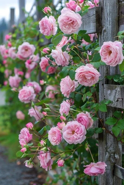 Lila kletternd Roses Blume Samen zur Aussaat – elegant Garten Samen Blüten