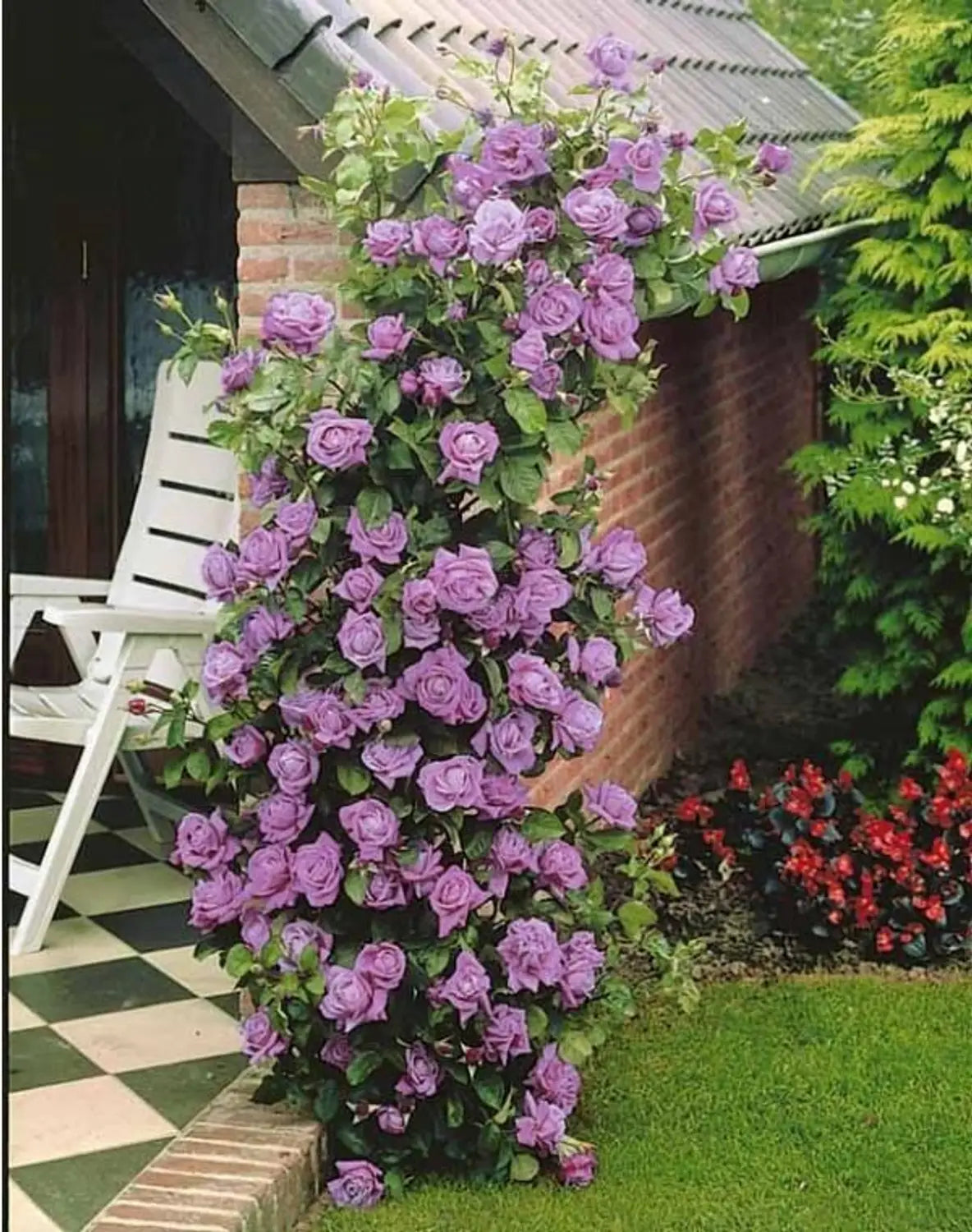 tief Lila kletternd Rose Blumensamen zur Aussaat Traditionssorte ohne Gentechnik biologisch Garten Samen