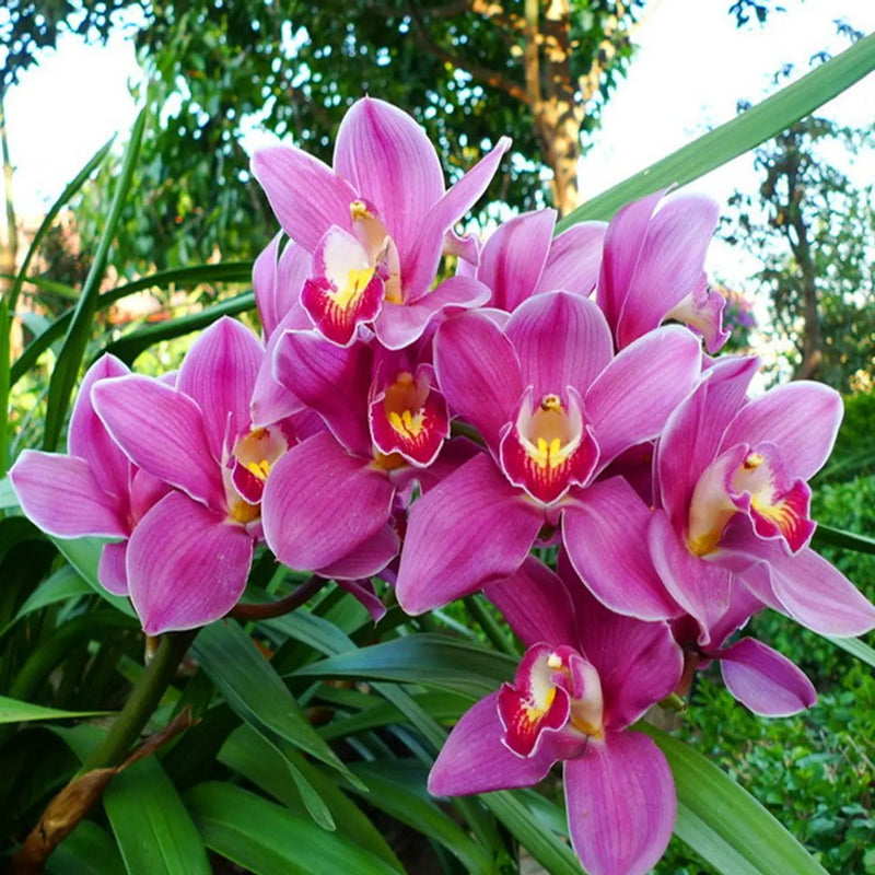 Schmetterling Orchidee Blumensamen zur Aussaat Halbschatten verträglich Traditionssorte & ohne Gentechnik Samen Hausgarten