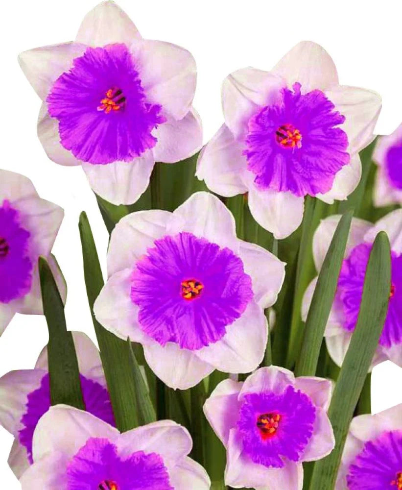 Nema double petals narcissus blume samen for anpflanzung - drought tolerant, heirloom & gmo free samen for home garten
 
 sale for anpflanzung in home garten.