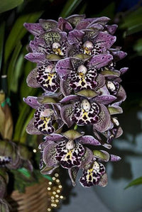 Lila orchid cymbidium blume samen for anpflanzung - fragrant blossoms, heirloom & gmo free samen for home garten
 
 sale samen for home garten